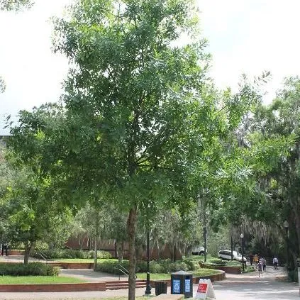 thumbnail for publication: Quercus austrina: Bluff Oak
